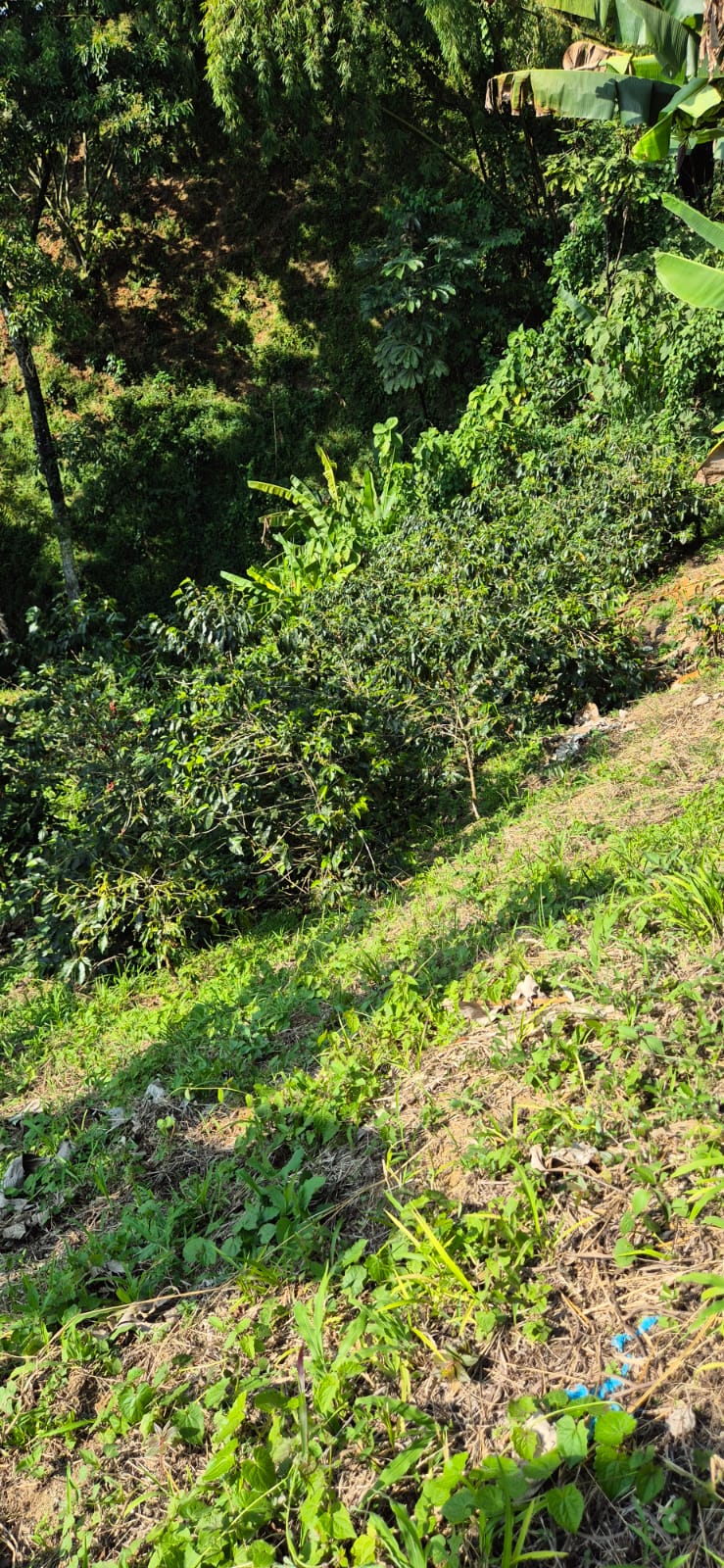 Experiencia Cafetera