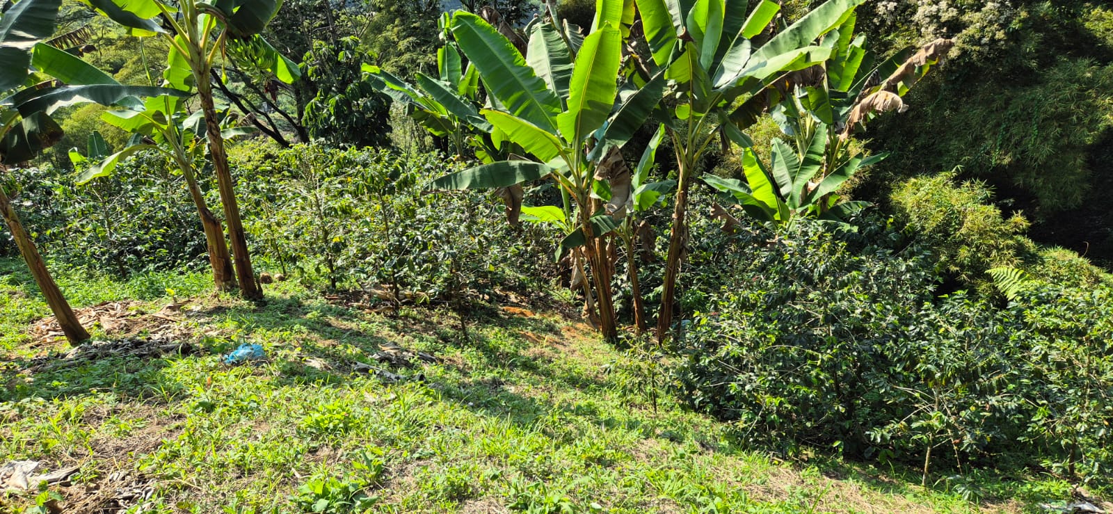 Experiencia Cafetera