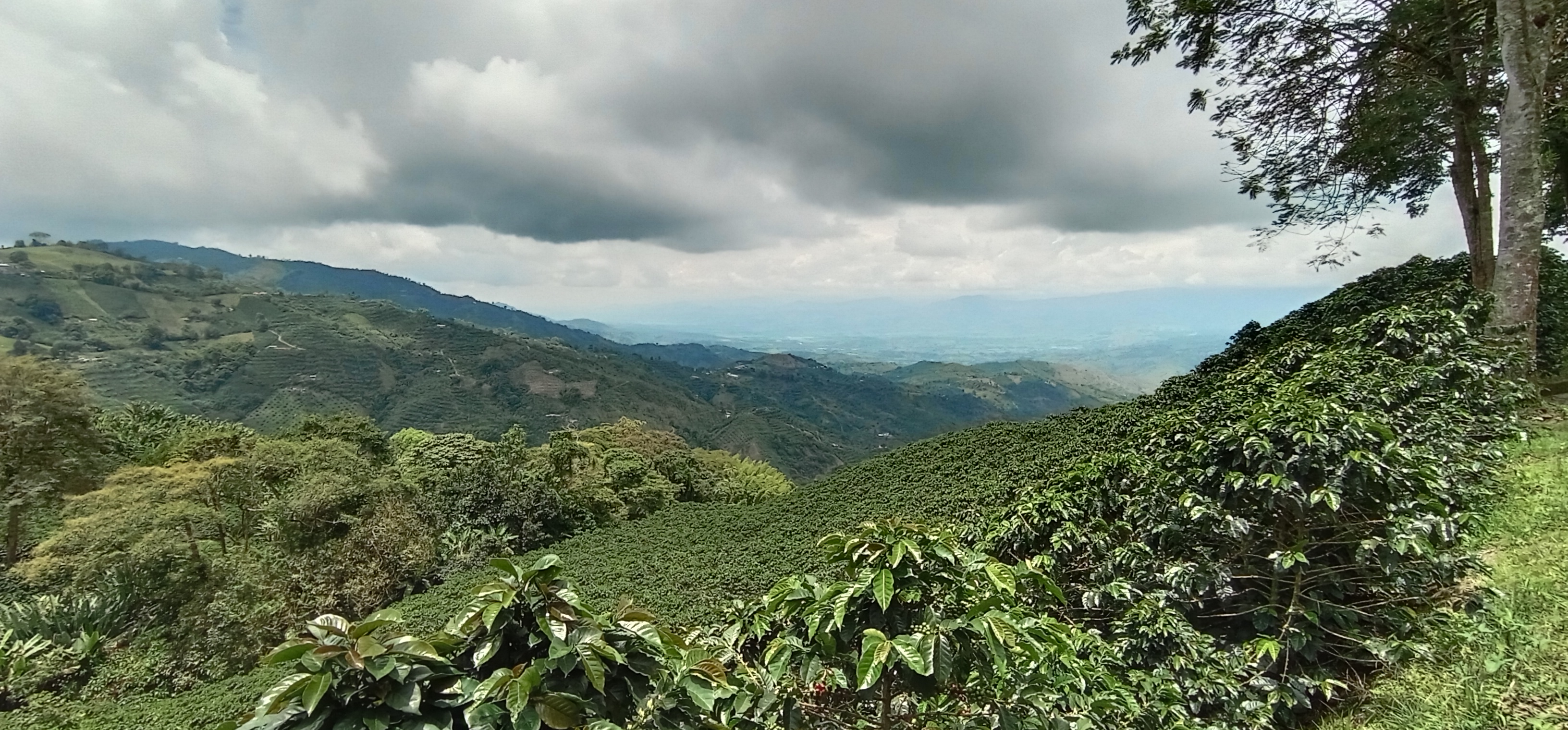 Paisaje Cafetero